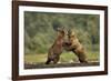 Grizzly Bear, Katmai National Park, Alaska-Paul Souders-Framed Photographic Print