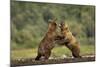 Grizzly Bear, Katmai National Park, Alaska-Paul Souders-Mounted Photographic Print