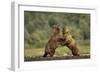 Grizzly Bear, Katmai National Park, Alaska-Paul Souders-Framed Photographic Print