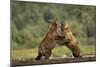 Grizzly Bear, Katmai National Park, Alaska-Paul Souders-Mounted Photographic Print