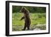 Grizzly Bear, Katmai National Park, Alaska-Paul Souders-Framed Photographic Print