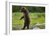 Grizzly Bear, Katmai National Park, Alaska-Paul Souders-Framed Photographic Print