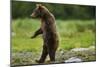 Grizzly Bear, Katmai National Park, Alaska-Paul Souders-Mounted Photographic Print