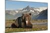 Grizzly Bear, Katmai National Park, Alaska-Paul Souders-Mounted Photographic Print
