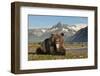 Grizzly Bear, Katmai National Park, Alaska-Paul Souders-Framed Photographic Print