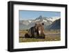 Grizzly Bear, Katmai National Park, Alaska-Paul Souders-Framed Photographic Print