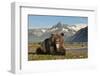 Grizzly Bear, Katmai National Park, Alaska-Paul Souders-Framed Photographic Print