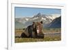 Grizzly Bear, Katmai National Park, Alaska-Paul Souders-Framed Photographic Print