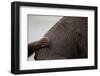 Grizzly Bear, Katmai National Park, Alaska-Paul Souders-Framed Photographic Print