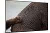 Grizzly Bear, Katmai National Park, Alaska-Paul Souders-Mounted Photographic Print