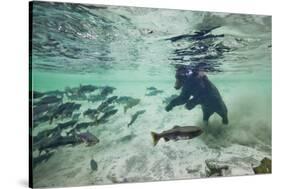 Grizzly Bear, Katmai National Park, Alaska-Paul Souders-Stretched Canvas