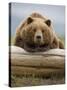 Grizzly Bear Leaning on Log at Hallo Bay-Paul Souders-Stretched Canvas