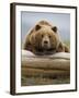 Grizzly Bear Leaning on Log at Hallo Bay-Paul Souders-Framed Photographic Print