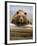 Grizzly Bear Leaning on Log at Hallo Bay-Paul Souders-Framed Photographic Print