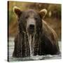 Grizzly Bear male, Coastal Katmai National Park, Alaska, USA-Mary McDonald-Stretched Canvas