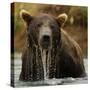 Grizzly Bear male, Coastal Katmai National Park, Alaska, USA-Mary McDonald-Stretched Canvas