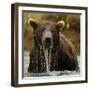 Grizzly Bear male, Coastal Katmai National Park, Alaska, USA-Mary McDonald-Framed Photographic Print