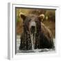 Grizzly Bear male, Coastal Katmai National Park, Alaska, USA-Mary McDonald-Framed Photographic Print