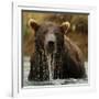 Grizzly Bear male, Coastal Katmai National Park, Alaska, USA-Mary McDonald-Framed Photographic Print