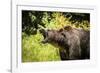 Grizzly bear, Montana, Usa-Yitzi Kessock-Framed Photographic Print