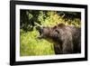 Grizzly bear, Montana, Usa-Yitzi Kessock-Framed Photographic Print