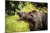 Grizzly bear, Montana, Usa-Yitzi Kessock-Mounted Photographic Print