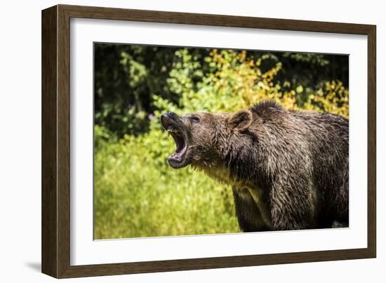 Grizzly bear, Montana, Usa-Yitzi Kessock-Framed Photographic Print