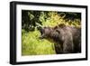 Grizzly bear, Montana, Usa-Yitzi Kessock-Framed Photographic Print