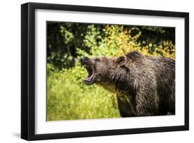 Grizzly bear, Montana, Usa-Yitzi Kessock-Framed Photographic Print