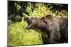 Grizzly bear, Montana, Usa-Yitzi Kessock-Mounted Photographic Print