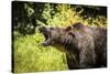 Grizzly bear, Montana, Usa-Yitzi Kessock-Stretched Canvas