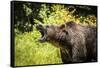 Grizzly bear, Montana, Usa-Yitzi Kessock-Framed Stretched Canvas