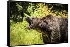 Grizzly bear, Montana, Usa-Yitzi Kessock-Framed Stretched Canvas