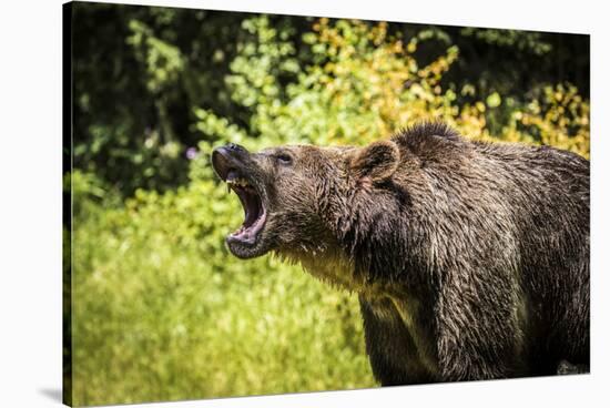 Grizzly bear, Montana, Usa-Yitzi Kessock-Stretched Canvas