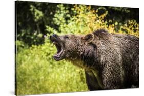 Grizzly bear, Montana, Usa-Yitzi Kessock-Stretched Canvas