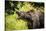 Grizzly bear, Montana, Usa-Yitzi Kessock-Stretched Canvas