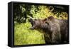 Grizzly bear, Montana, Usa-Yitzi Kessock-Framed Stretched Canvas