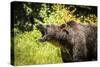 Grizzly bear, Montana, Usa-Yitzi Kessock-Stretched Canvas