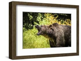 Grizzly bear, Montana, Usa-Yitzi Kessock-Framed Photographic Print