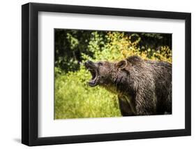 Grizzly bear, Montana, Usa-Yitzi Kessock-Framed Photographic Print