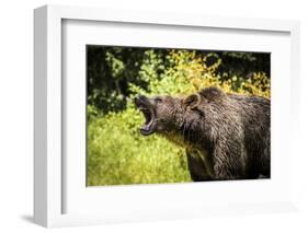 Grizzly bear, Montana, Usa-Yitzi Kessock-Framed Photographic Print