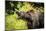 Grizzly bear, Montana, Usa-Yitzi Kessock-Mounted Photographic Print