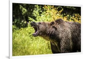 Grizzly bear, Montana, Usa-Yitzi Kessock-Framed Photographic Print