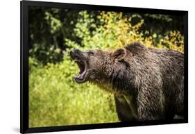 Grizzly bear, Montana, Usa-Yitzi Kessock-Framed Photographic Print