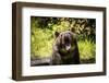 Grizzly Bear, Montana Wildlife-Yitzi Kessock-Framed Photographic Print