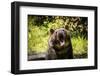 Grizzly Bear, Montana Wildlife-Yitzi Kessock-Framed Photographic Print