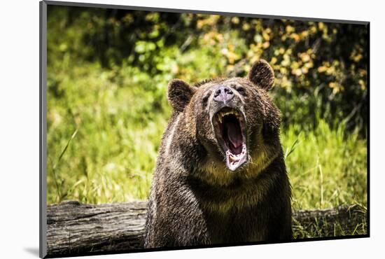 Grizzly Bear, Montana Wildlife-Yitzi Kessock-Mounted Photographic Print