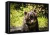 Grizzly Bear, Montana Wildlife-Yitzi Kessock-Framed Stretched Canvas