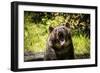 Grizzly Bear, Montana Wildlife-Yitzi Kessock-Framed Photographic Print