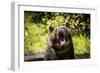 Grizzly Bear, Montana Wildlife-Yitzi Kessock-Framed Photographic Print